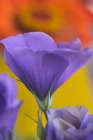 Close-up of Lisianthus bloom in Portland-Oregon Art Print